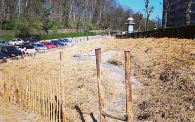 Une première Tiny Forest (micro-forêt) plantée à… Forest.